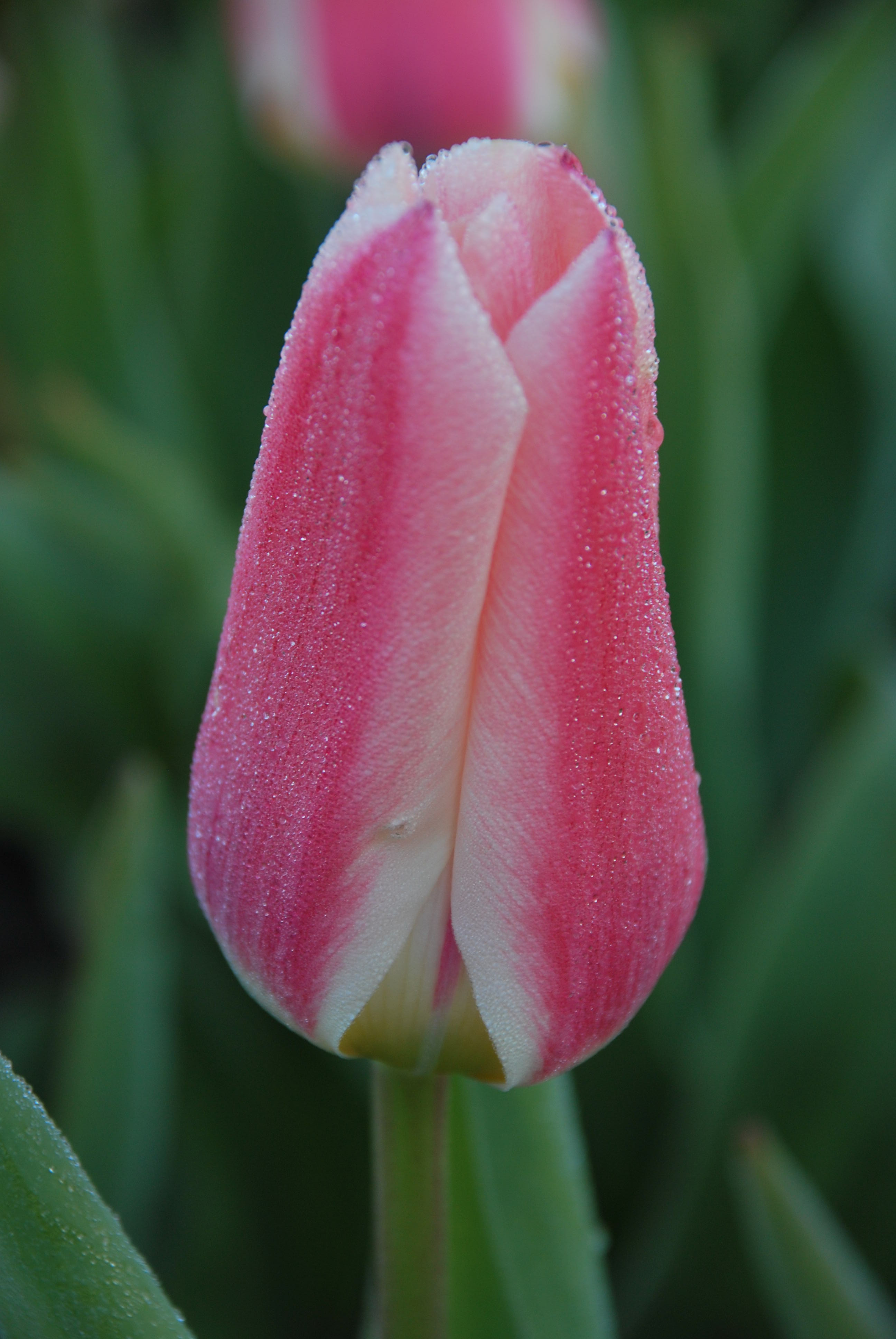 Tulpen Rosy Dream